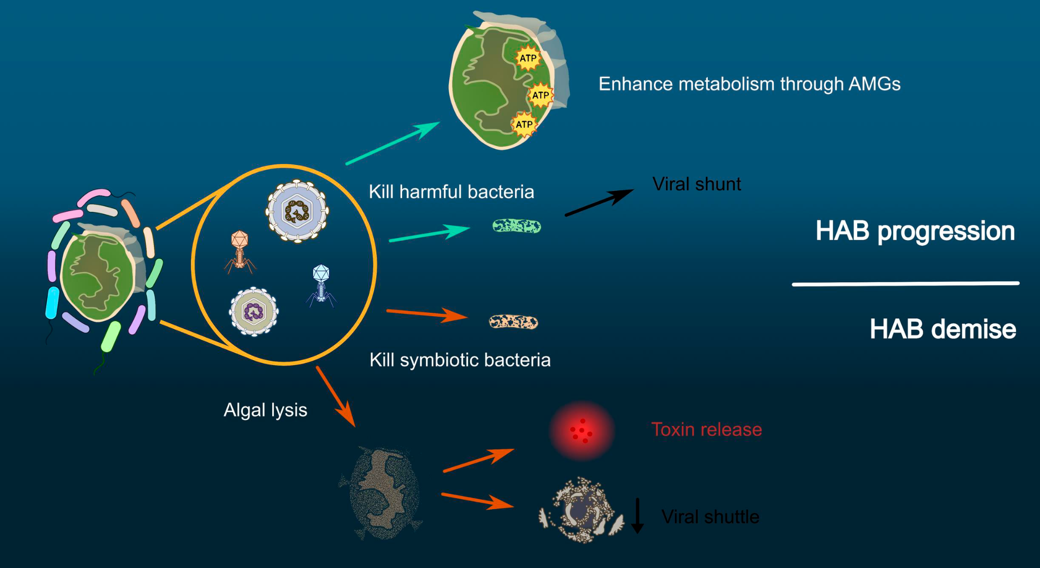 Conceptual illustration of viruses and bacteria influencing harmful algal bloom progression or decline